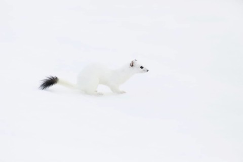 Stoat