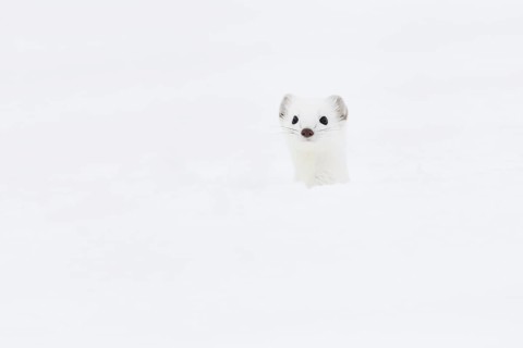 Stoat