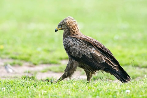 Lesser spotted eagle