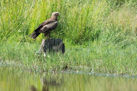 Lesser spotted eagle