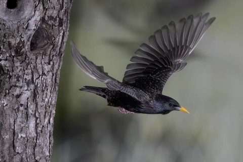Starling