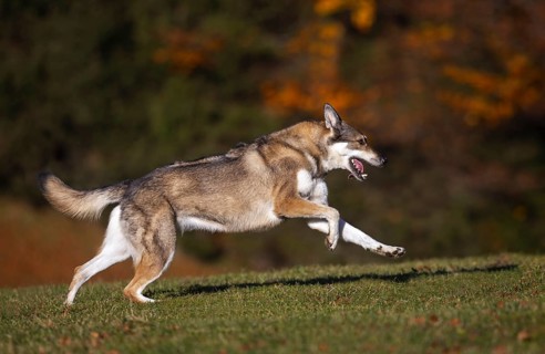 Shepherd mixed-breed