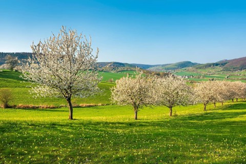 Landscape in spring with blossoming cherry trees