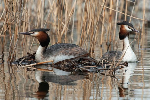 Great crested grebe