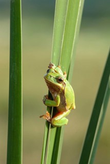 European tree frog