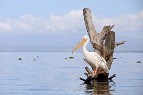 Great white pelican