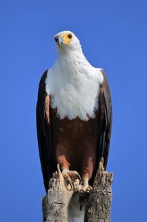 African fish eagle