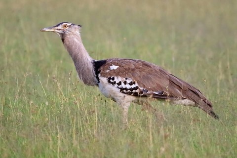 Kori bustard