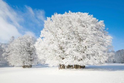 Large beech tree covered with deep snow under blue sky in Neuchatel Jura