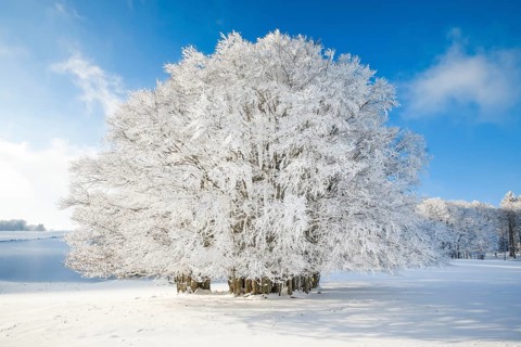 Huge beech tree covered with deep snow under blue sky in Neuchatel Jura