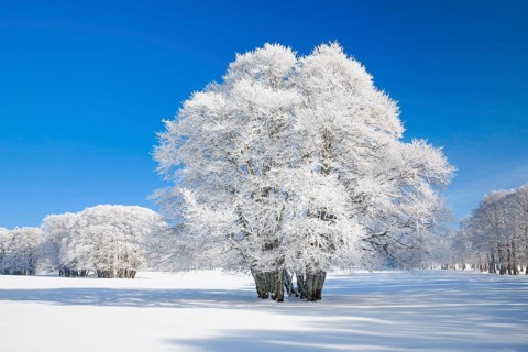 Huge beech tree covered with deep snow under blue sky in Neuchatel Jura