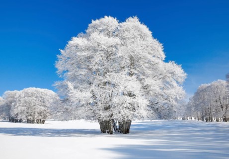 Large beech tree covered with deep snow under blue sky in Neuchatel Jura