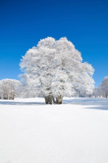 Large beech tree covered with deep snow under blue sky in Neuchatel Jura