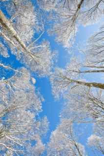 Tree tops of deep snow covered beech forest against blue sky in Neuchatel Jura
