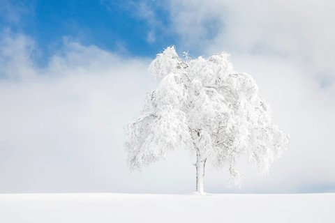 Deeply buried birch tree in Oberaegeri