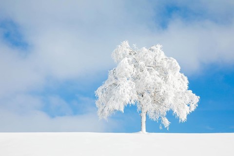 Deeply buried birch tree in Oberaegeri