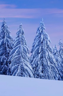 Snowy spruce forest at Ratenpass