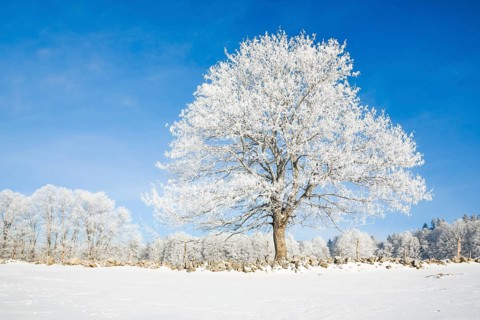 Snowy lime tree near Couvent in Valle de Traverse