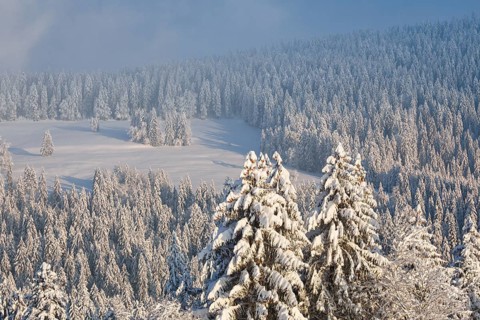Snowy spruce forest at Ratenpass