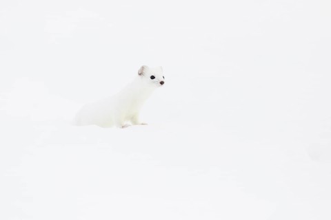 Stoat