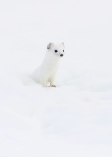 Stoat