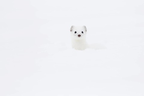 Stoat