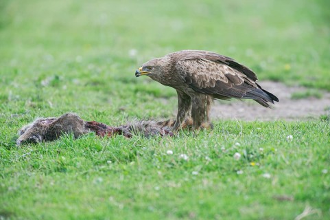 Lesser spotted eagle