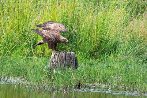 Lesser spotted eagle