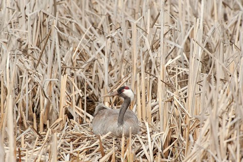 Crane