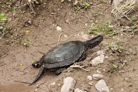 Bog turtle
