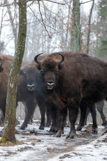 European bison