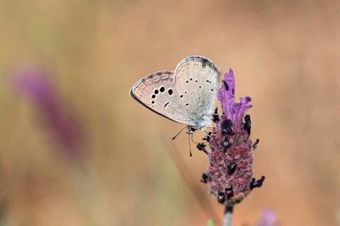Gossamer winged butterfly