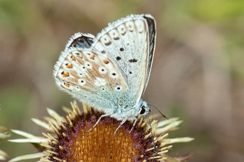 Gossamer winged butterfly