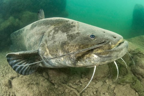Wels catfish