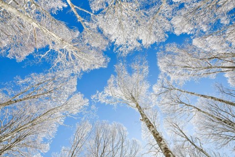 Tree tops of deep snow covered beech forest against blue sky in Neuchatel Jura