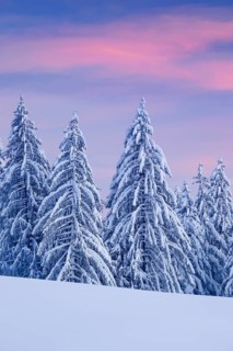 Snowy spruce forest at Ratenpass