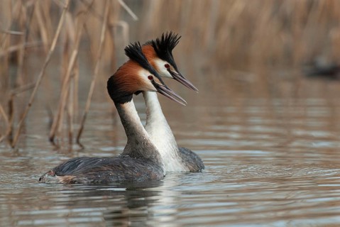Great crested grebe