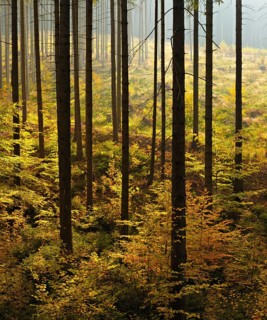 Spruce forest with incipient regeneration by beech in autumn