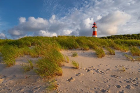 Evening light