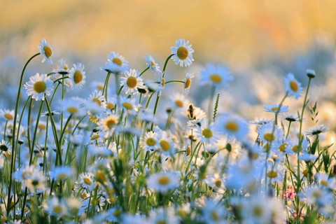 Ox-eye daisy