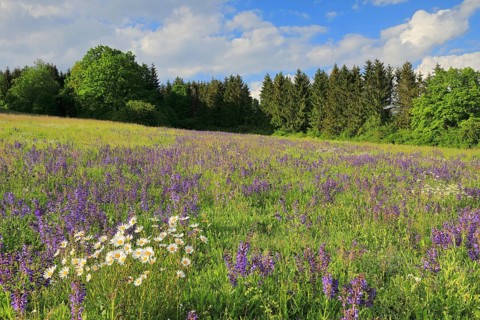 Meadow Clary
