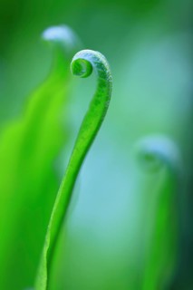Hart's-tongue fern
