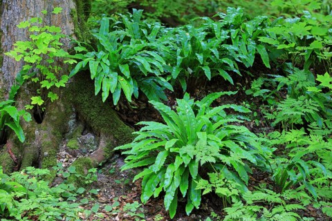 Hart's-tongue fern