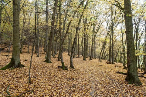 Yellow carpet of leaves