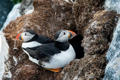 Puffin