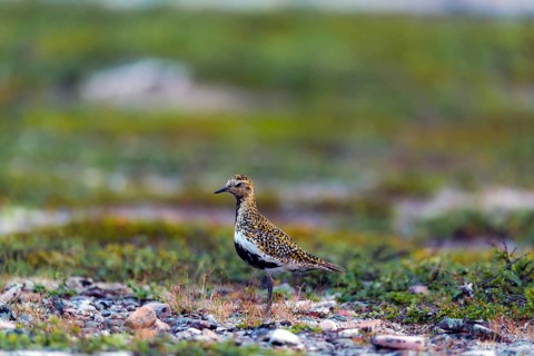 European golden plover
