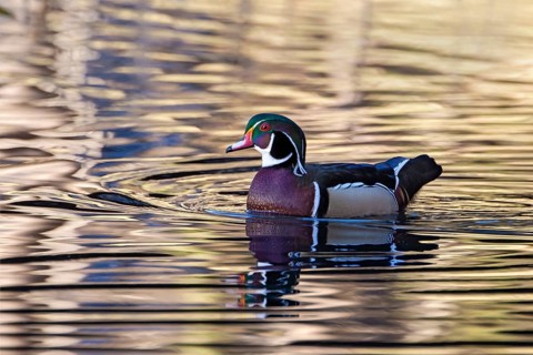 Wood duck