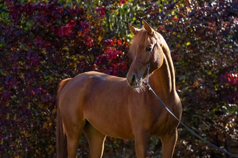 Young thoroughbred arabian mare in autumn portrait