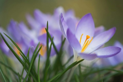 Early Crocus