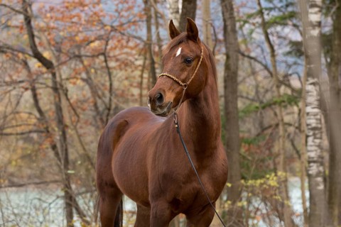 Thoroughbred Arabian gelding chestnut in autumn portrait with decorative halter